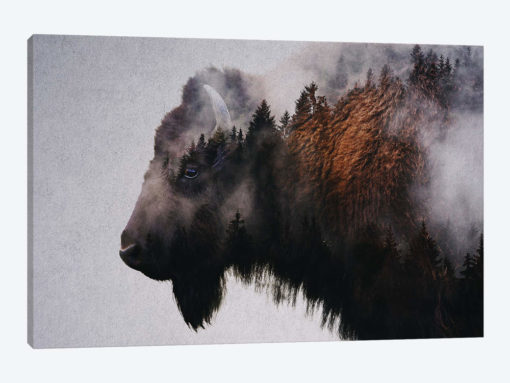 Bison