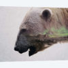 Head Of A Polar Bear