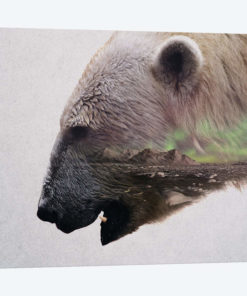 Head Of A Polar Bear
