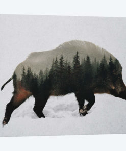 Wild Boar