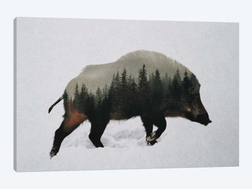 Wild Boar