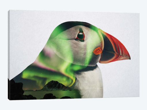 Puffin in Northern Lights