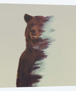 Bear in the Woods