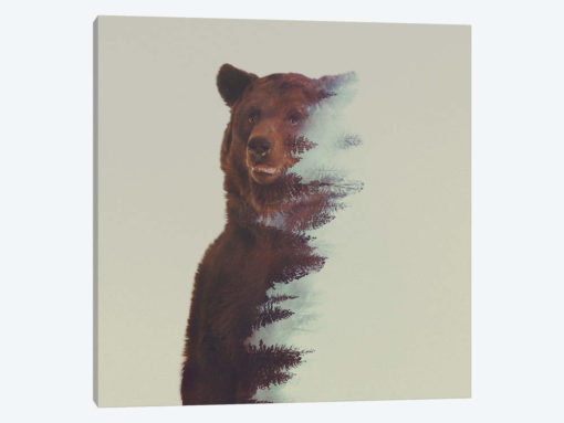 Bear in the Woods