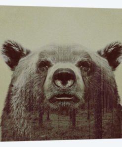 Bear II