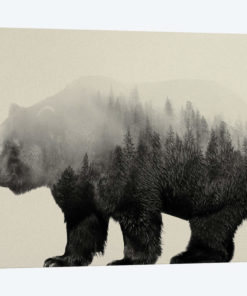Bear in the Mist