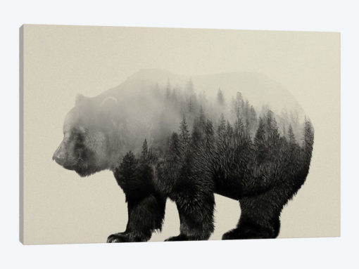 Bear in the Mist