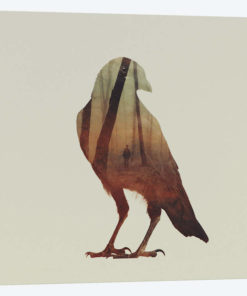 Crow