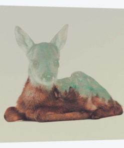 Resting Fawn