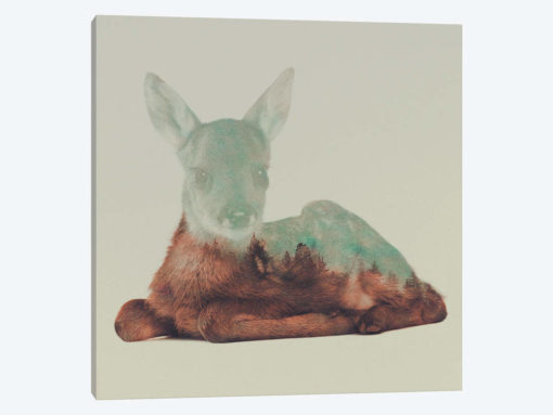 Resting Fawn