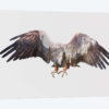 Arctic Eagle