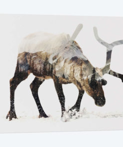 Reindeer IV
