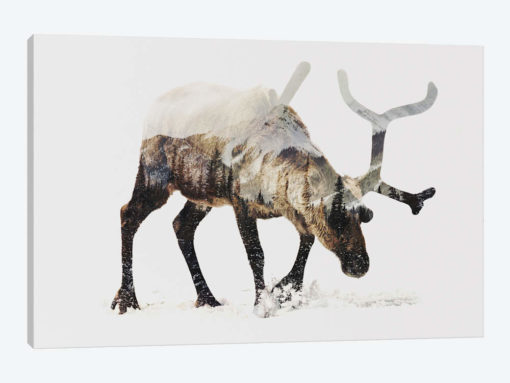Reindeer IV