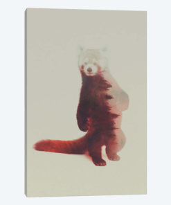 Red Panda