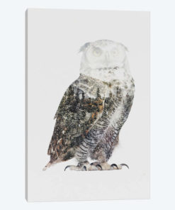 Arctic Owl