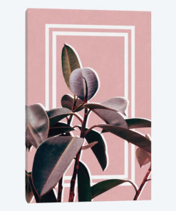 Ficus Portrait