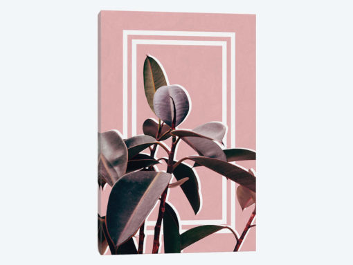 Ficus Portrait