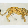 Big Cat I