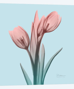 Awakening Tulips I