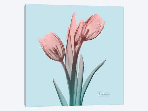 Awakening Tulips I