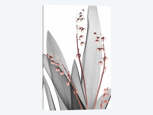 Lily Of The Blush I