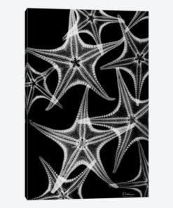 Starfish Spray