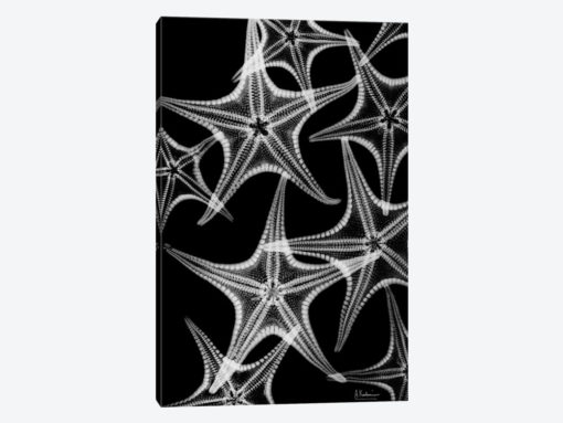 Starfish Spray