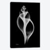 Tulip Shell