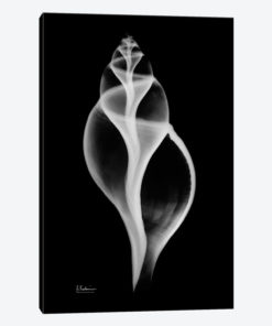 Tulip Shell