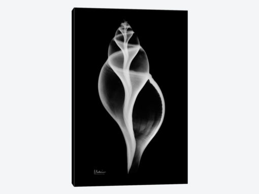 Tulip Shell