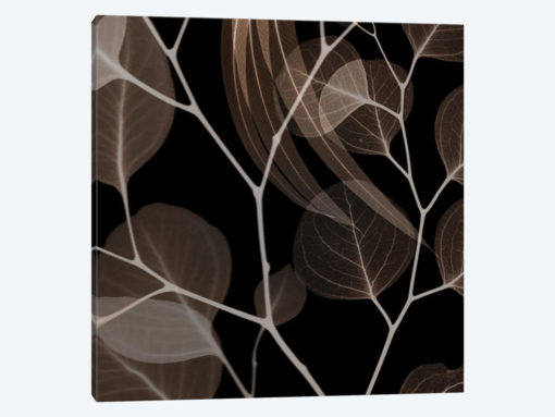 Chocolate Eucalyptus I