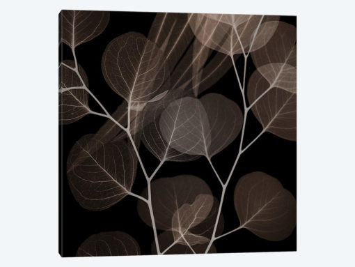 Chocolate Eucalyptus II