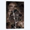 Cocoa Ginko