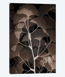 Cocoa Ginko