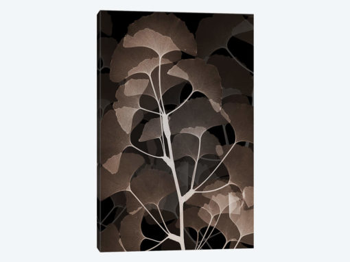 Cocoa Ginko