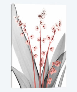 Lily Of The Blush II