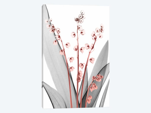 Lily Of The Blush II
