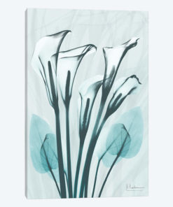 Calla Lily Crystalis I