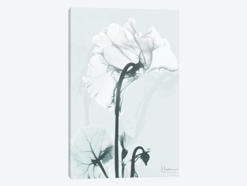 Desired Cyclamen I