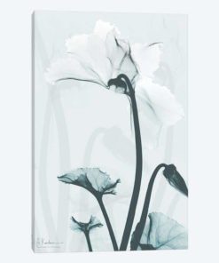 Desired Cyclamen II