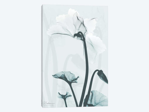 Desired Cyclamen II