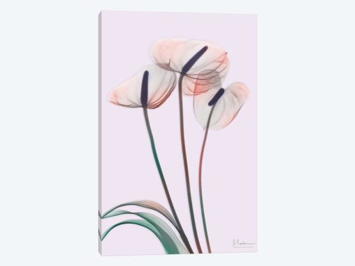 Flamingo Delight IV