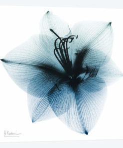 Glacial Amaryllis I