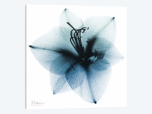 Glacial Amaryllis I