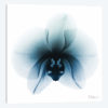 Glacial Orchid I