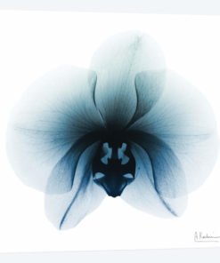Glacial Orchid I