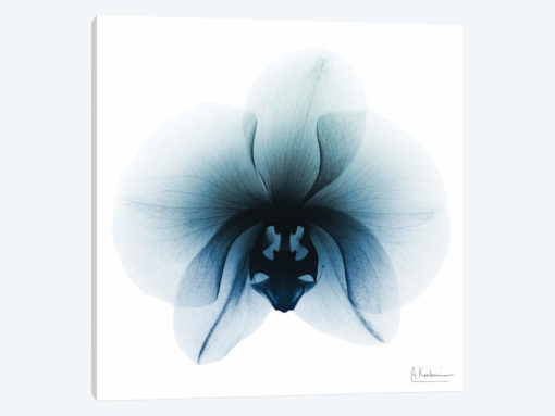 Glacial Orchid I