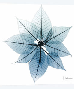Iced Poinsettia I