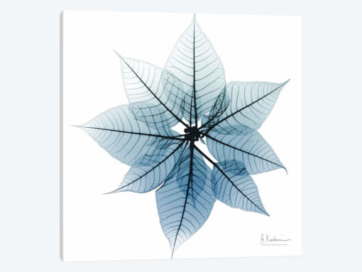 Iced Poinsettia I