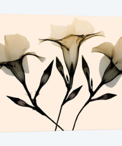 Mandelilla Dawn